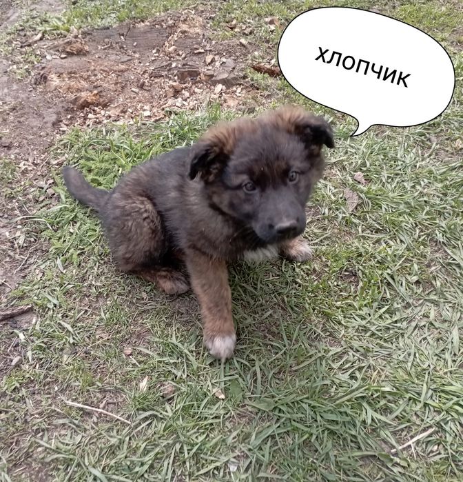 Цуценята у люблячі руки