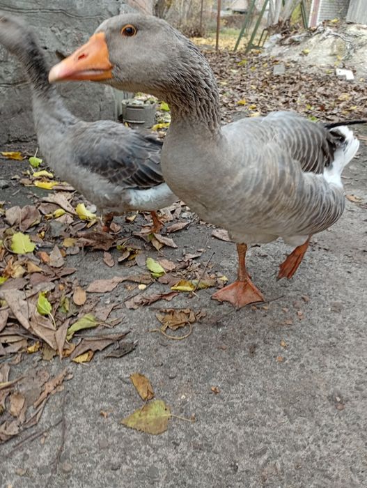 Гусь породы большой серый