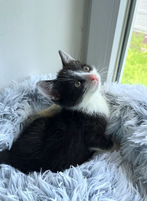 Котенок в поисках дома