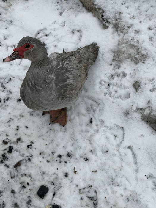 Качки шипуни лавандові, вік 8 місяців