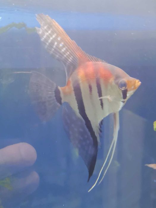 Skalar Manacapuru Oryginał - 4-5 cm - Nasza Hodowla Sklep Altum