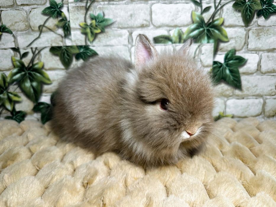 Króliczki miniaturki Karzełki Teddy