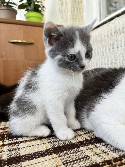 Котик хлопчик шукає сімʼю