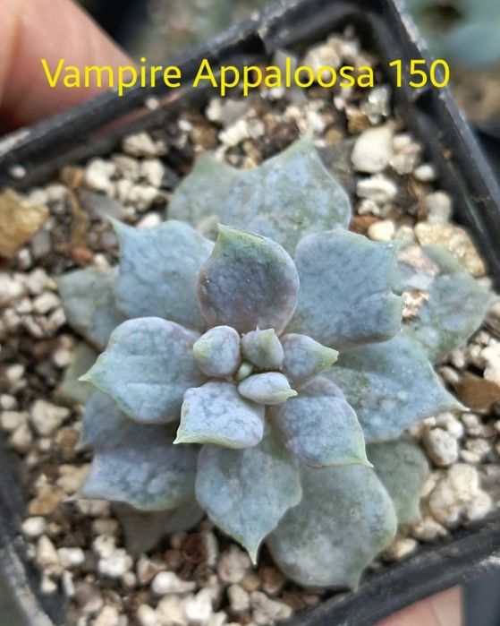 Эхеверия,  красула, каланхое