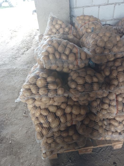 Ziemniaki irga  sifra cara