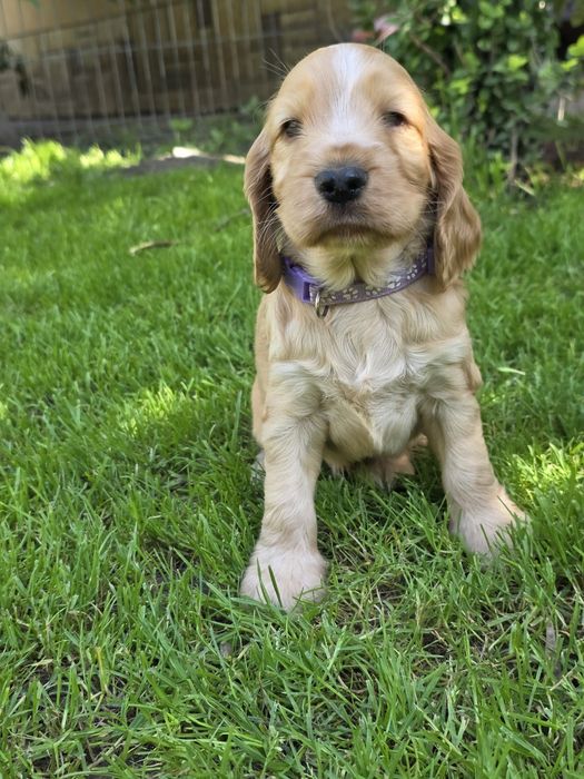 Ostatnia suczka cocker spaniel