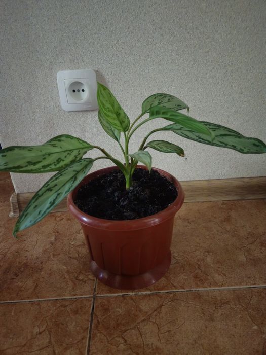 Аглаонема квітка