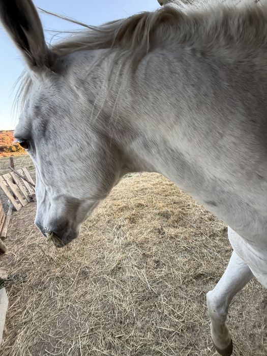 Cavalo lusitano