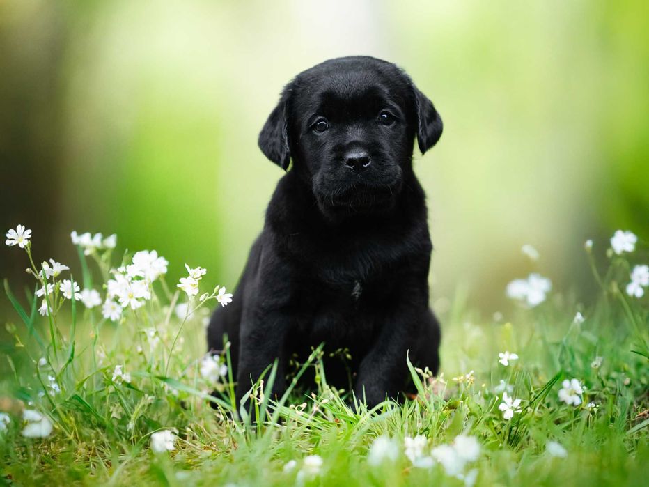Labrador retriever szczeniak suka gotowa do zamieszkania w nowym domu!