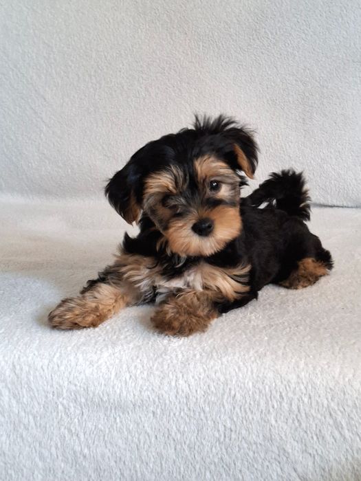 Yorkshire Terrier suczka