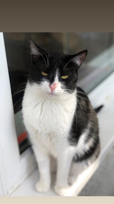 Отдам черно-белую кошку, 1 год, стерилизована, привита