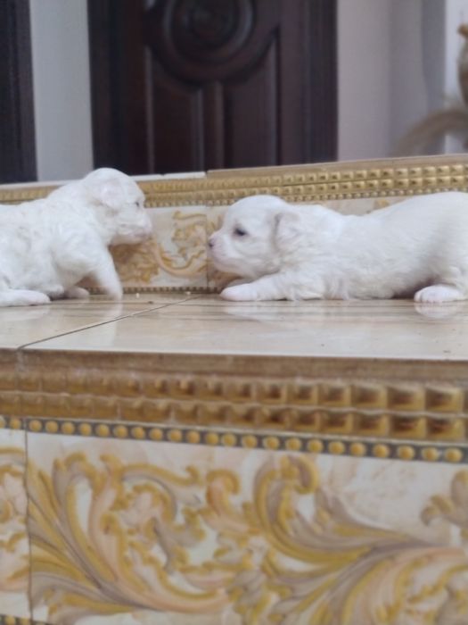 Мальтезе Мальтійська болонка