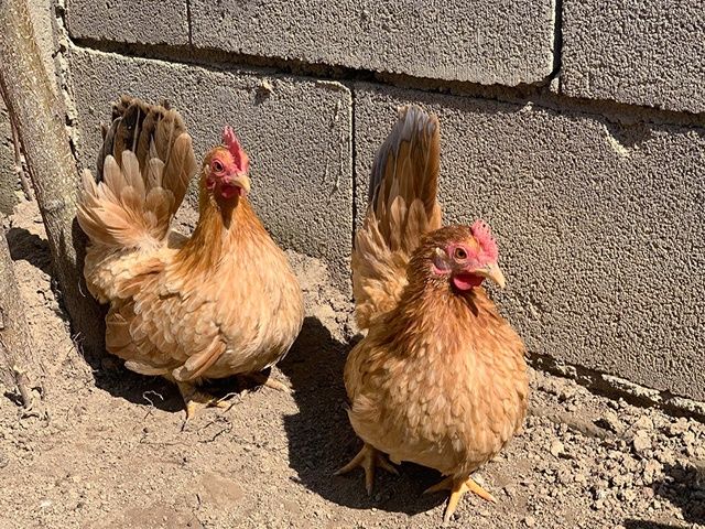 Яйце інкубаційне,курчата, Шабо мармур, палева, лимон.