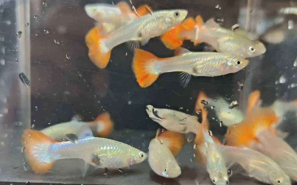 GUPPYS com garantia de envio vivo em Portugal Continental