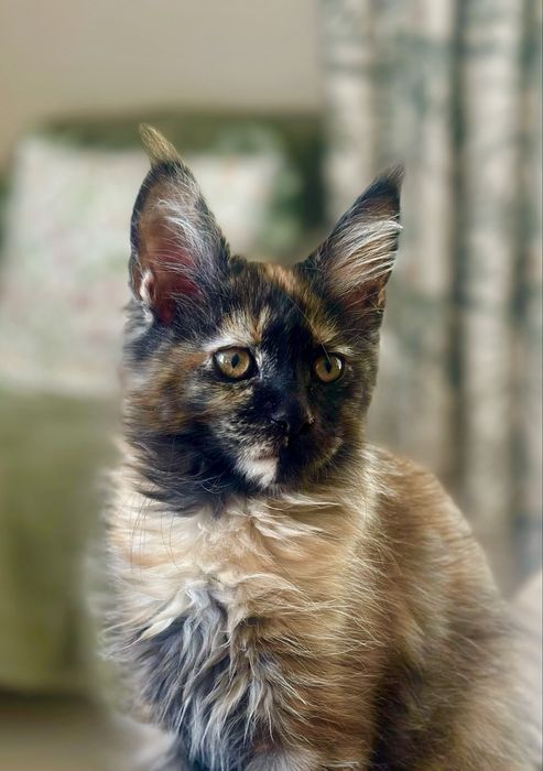 Czarna szylkretka Maine Coon