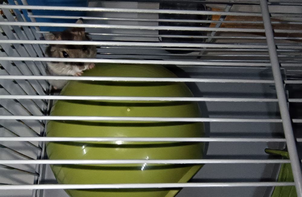 Hamster anão russo e gaiola