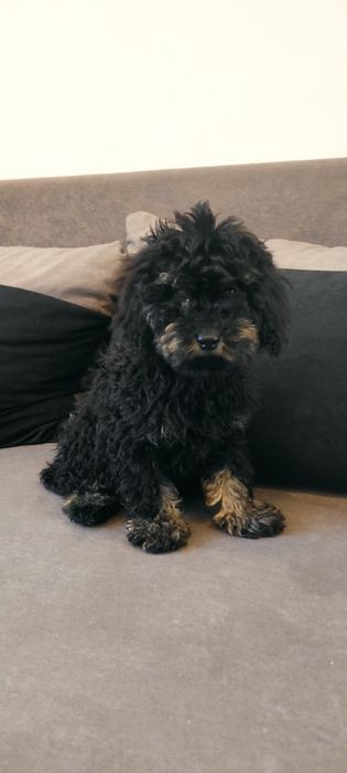 Pudel miniaturowy Black and tan piękny piesek