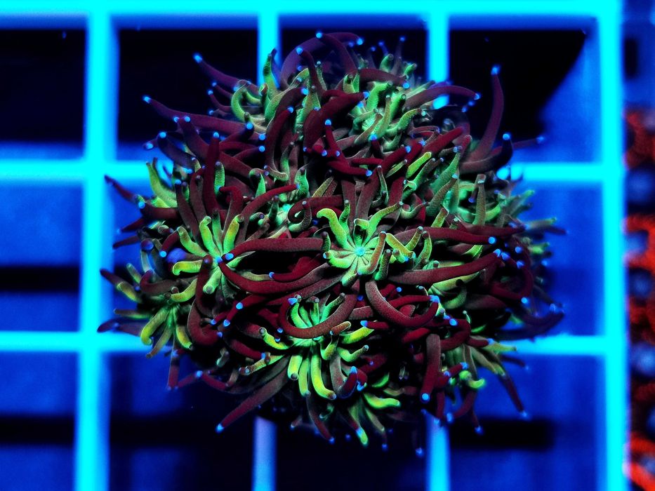 Galaxea fascicularis bicolor WYSYŁKA cena za szczepkę, morskie