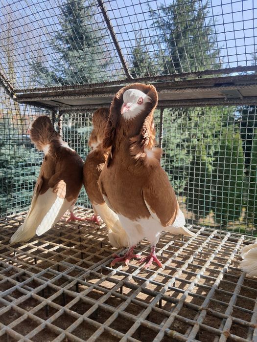 Sprzedam gołębie ozdobne kapucyny