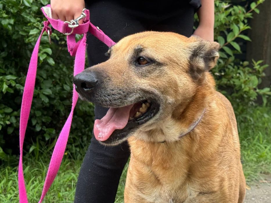 Wspaniały Rysiu do adopcji