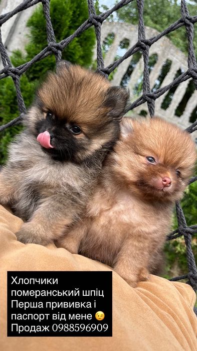 Померанський шпіц