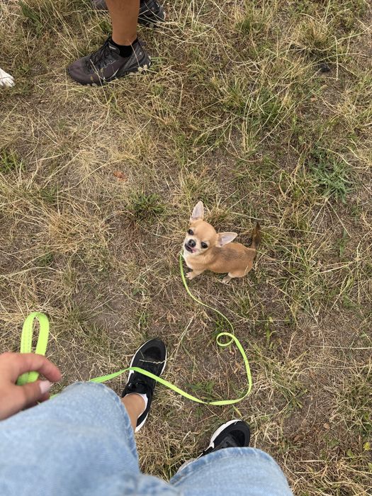 Вʼязка чіхуахуа міні, 2кг