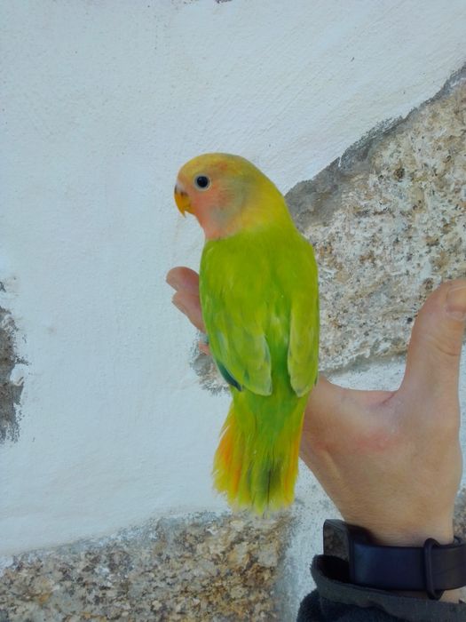 Agapórnis Domesticados