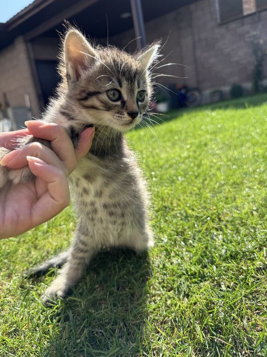 Кошенята маленькі 1.5місяців