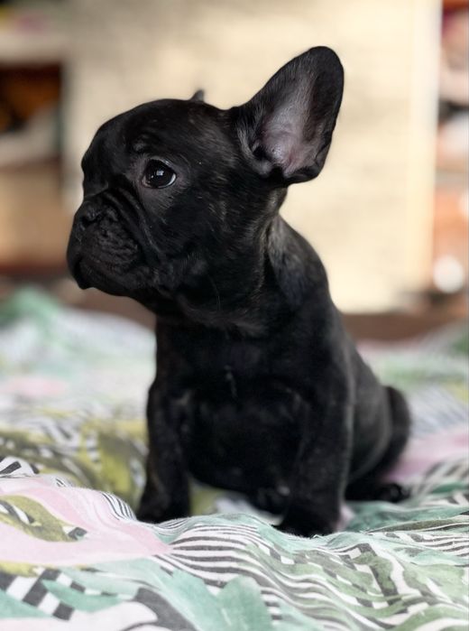 Buldog Francuski cudny ALVARO