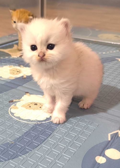 Kot brytyjski Srebrny