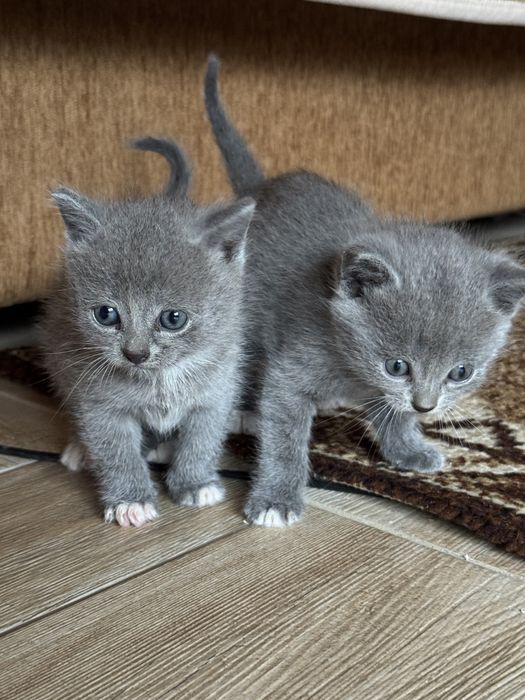 Шотландські кошенята