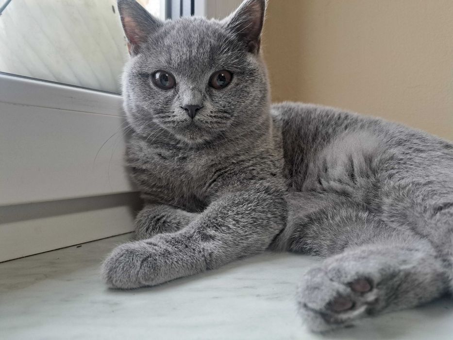 Brytyjskie Krótkowłose