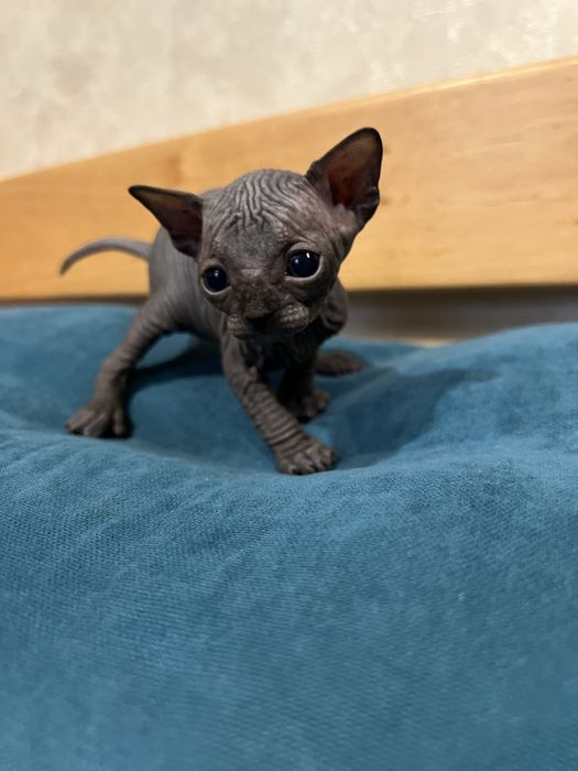 Канадський сфінкс