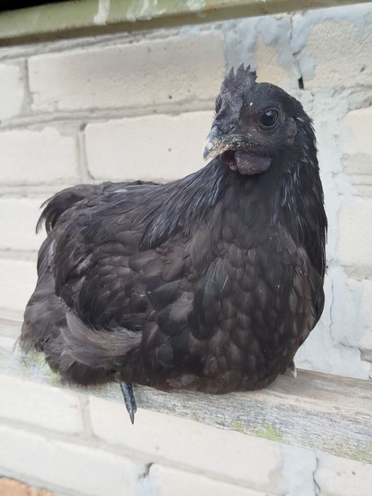 Куры Амераукана ,Ухейлюй