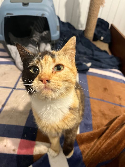 кошеня шукає люблячу родину