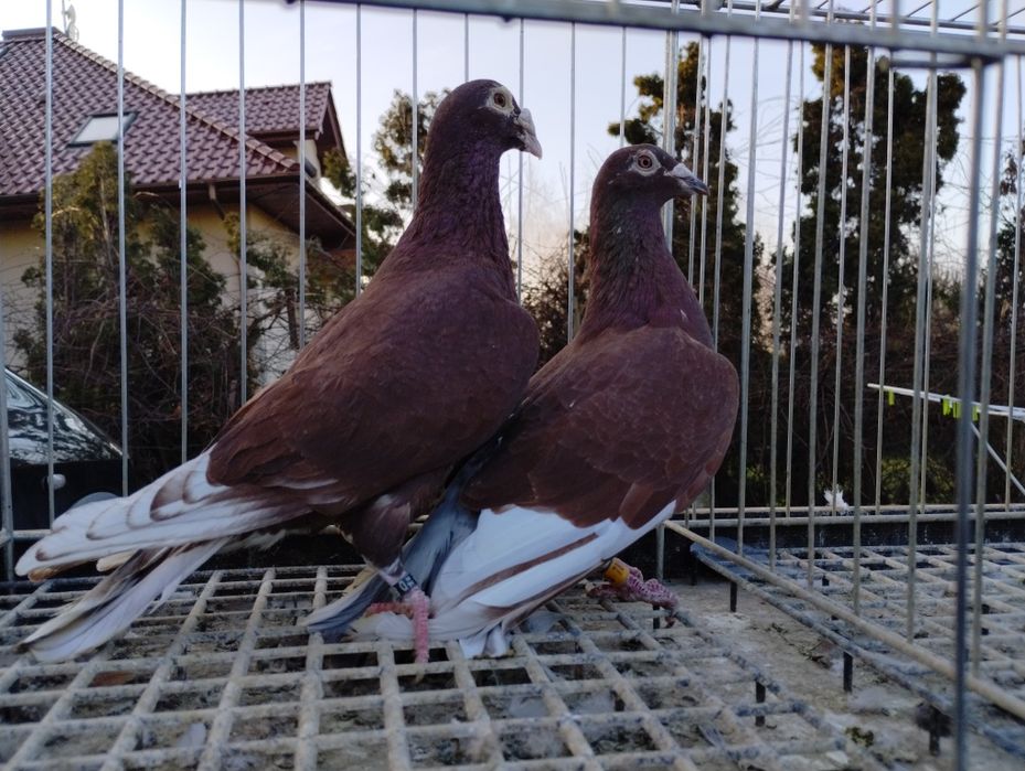 Sprzedam gołębie krwiste czerwone