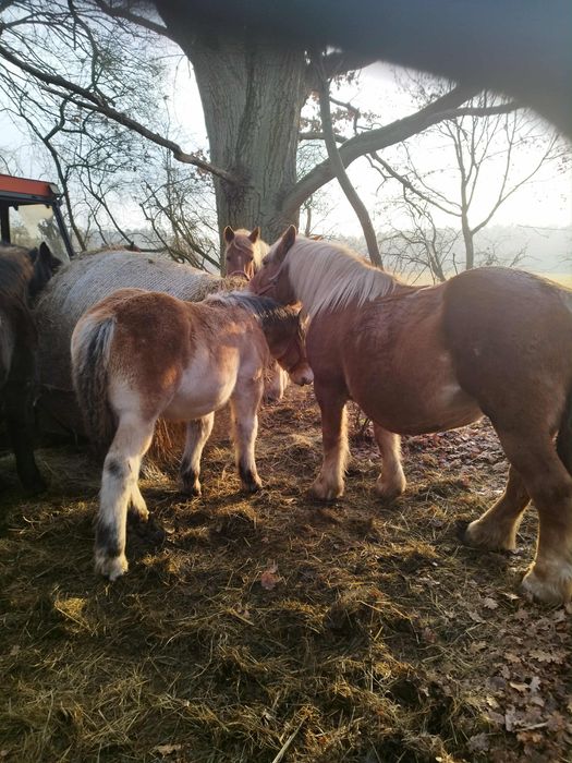Sprzedam źrebaki i klacze