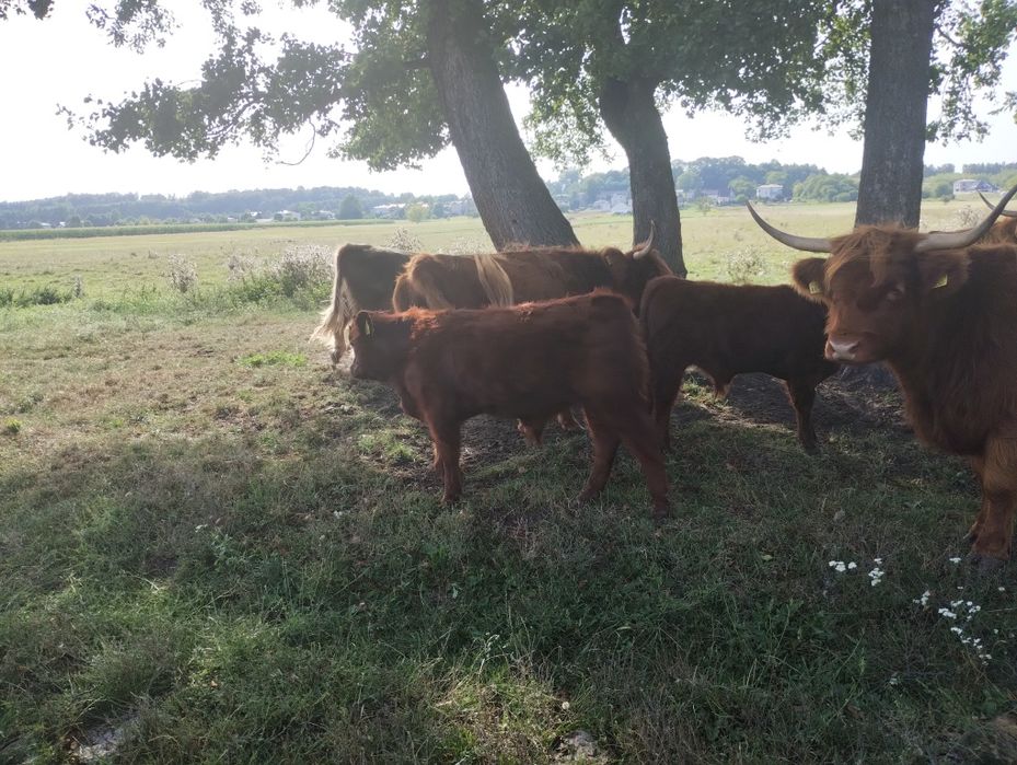 Byczki odsadki Salers highland cattle