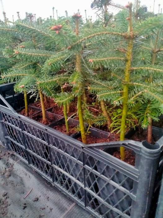 Jodła kaukaska WYSYŁKA Abies nordmanniana Ambrolauri