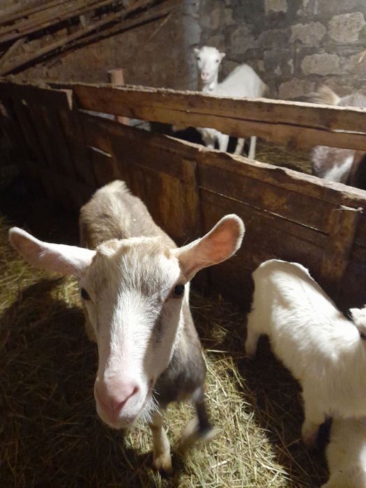 Продам кози і козенят