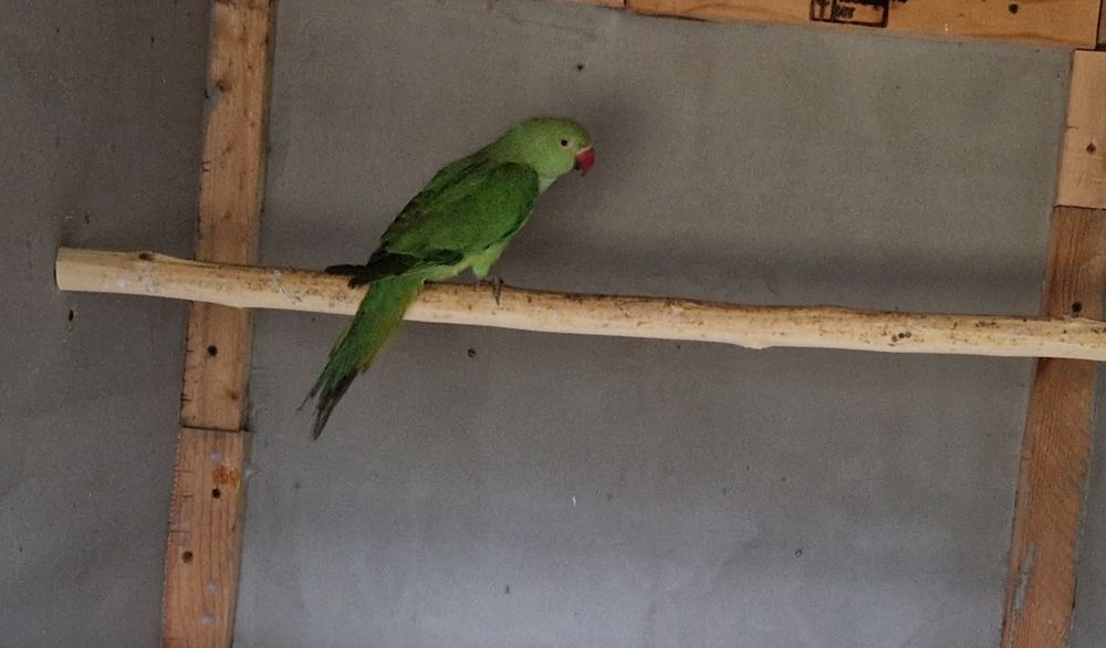 Aleksandretta obrożna - papuga