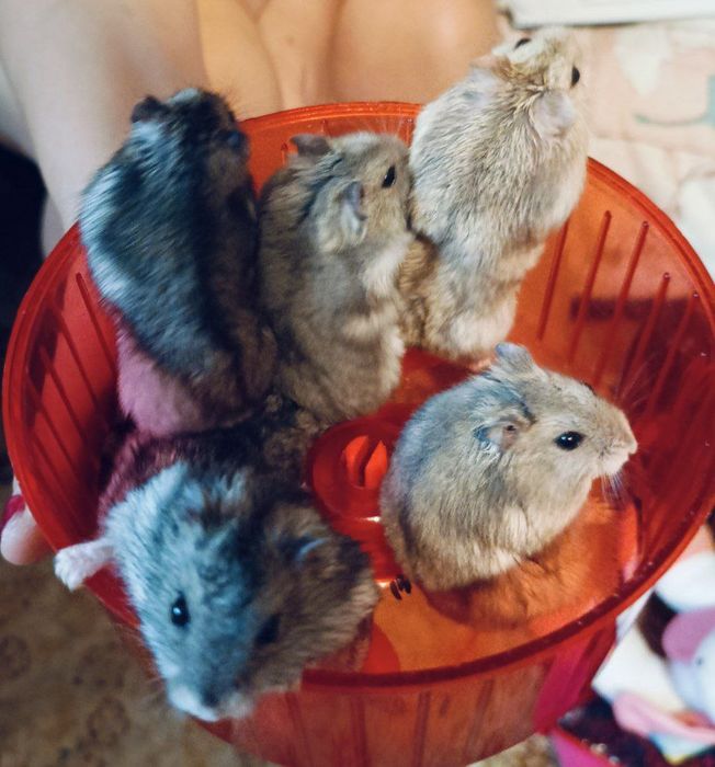 Сhomiki Oddam chomiki po 30 zł za sztukę.