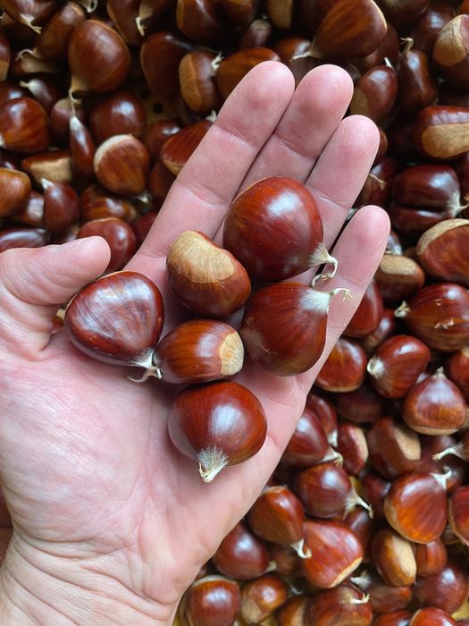 Castanhas variedade Martainha
