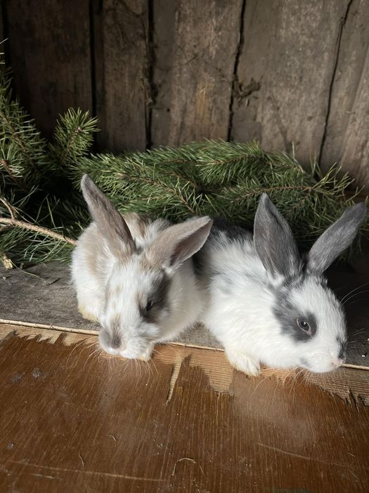 продам королів каліфорнія