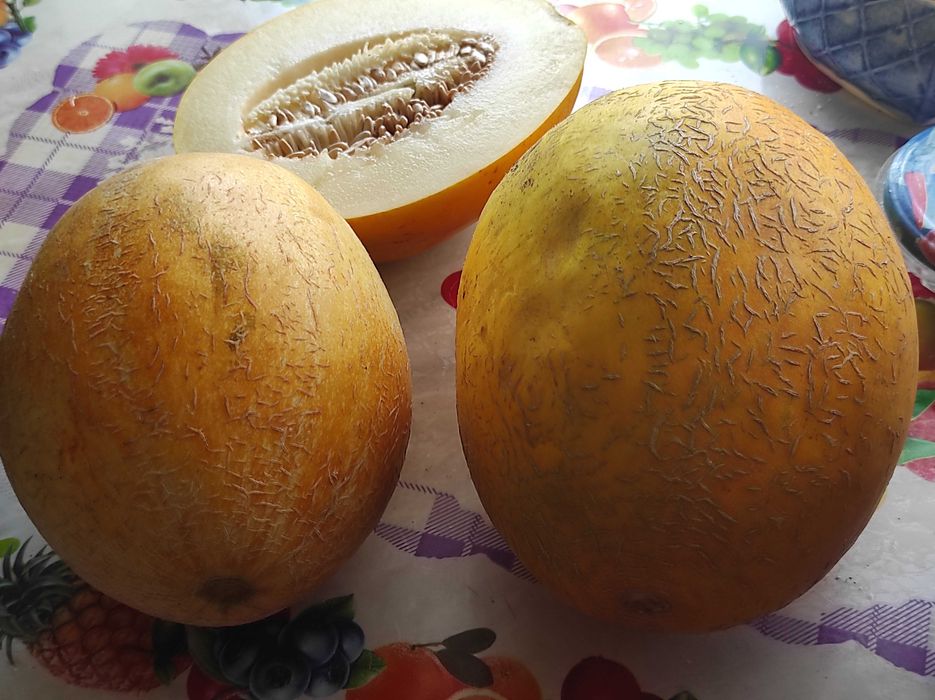 Насіння кавуна, дині