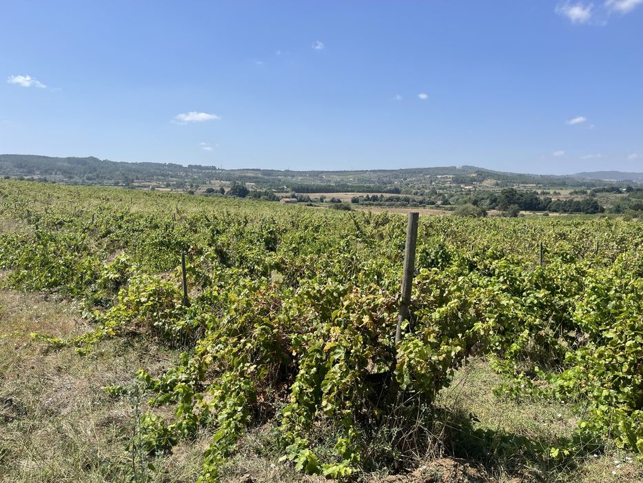Terreno-Quinta em Caria 5 Hectares Vinha Rustico/Urbano