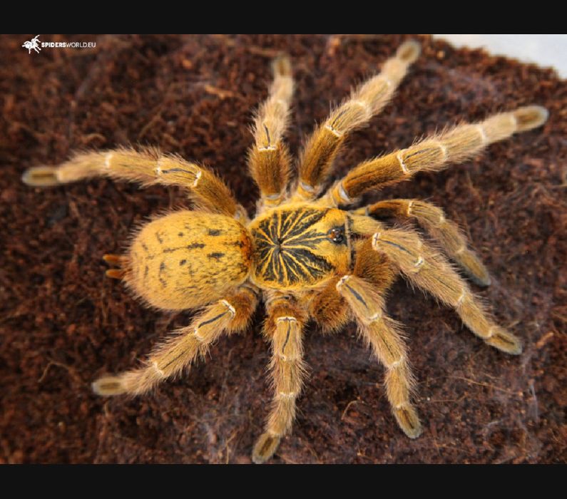 pterinochilus murinus usambara samiec