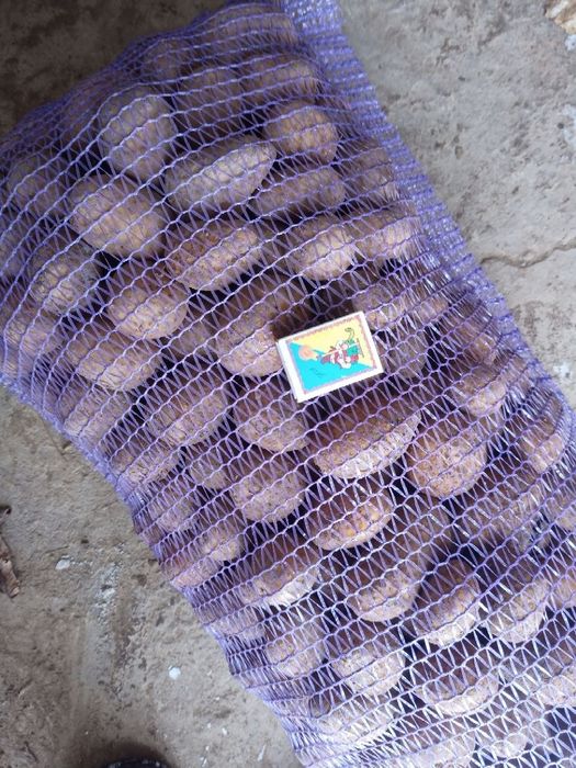 Продам картоплю насіннєву