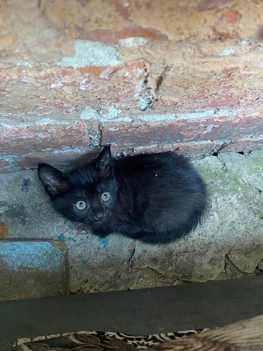 Кошенята шукають родину