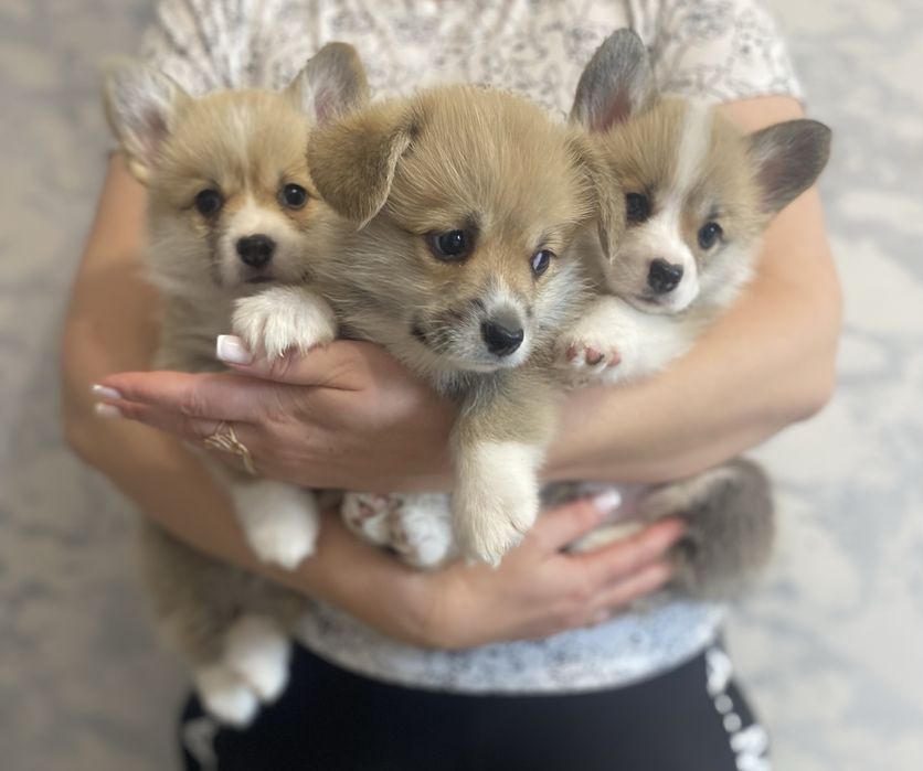 Корженята дівчинка і хлопчики